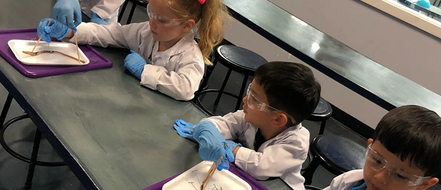 Little Beakers Earthworm Dissection Image