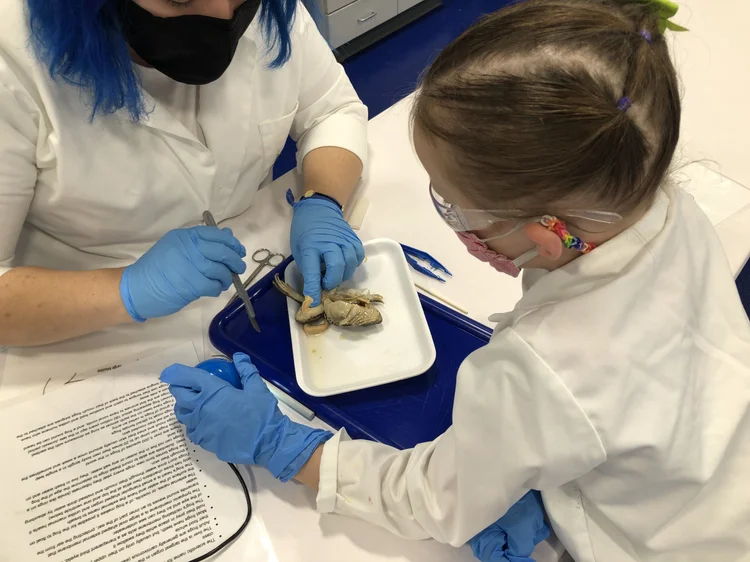 dissectin+frog+riley