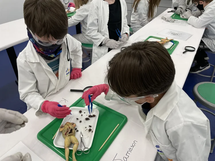 Family Night Dissection Frog ftr image