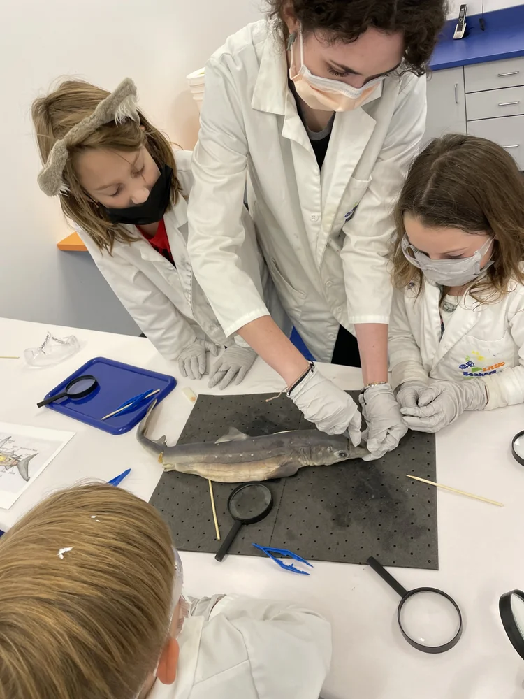 Family Night Dissection Shark