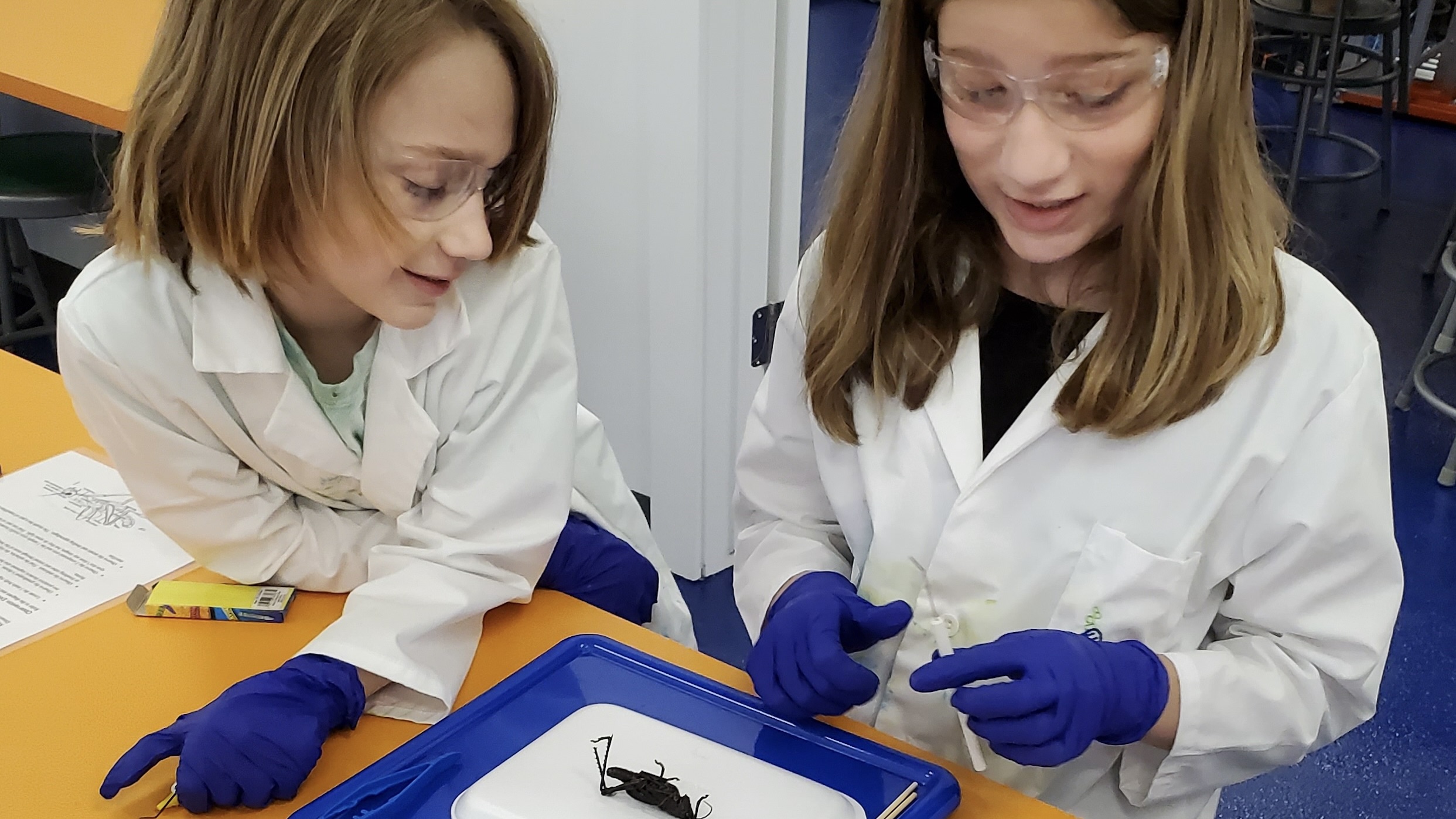 Grasshopper dissection