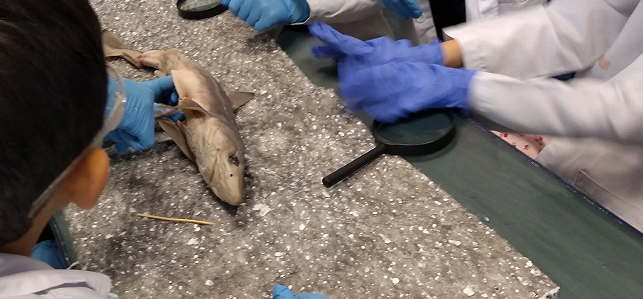 Little Beakers Shark Dissection Image