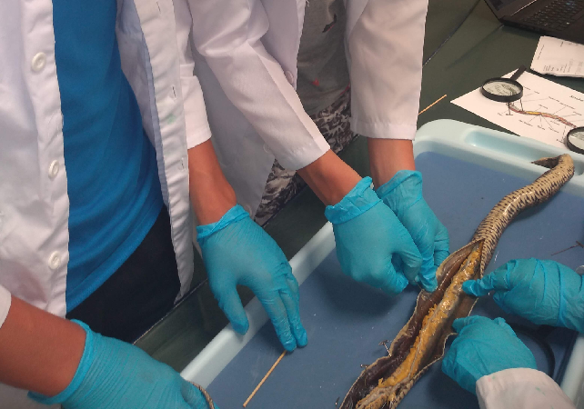 Dissection