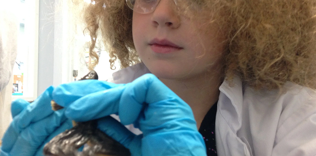Little Beakers Frog Dissection Image