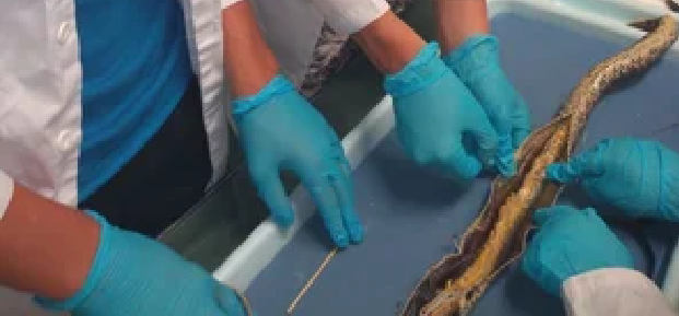 Dissection Classes